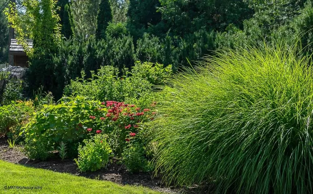 Landscape portfolio 111